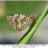 melitaea cinxia male2